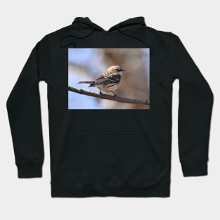 Yellow rumped Warbler Hoodie